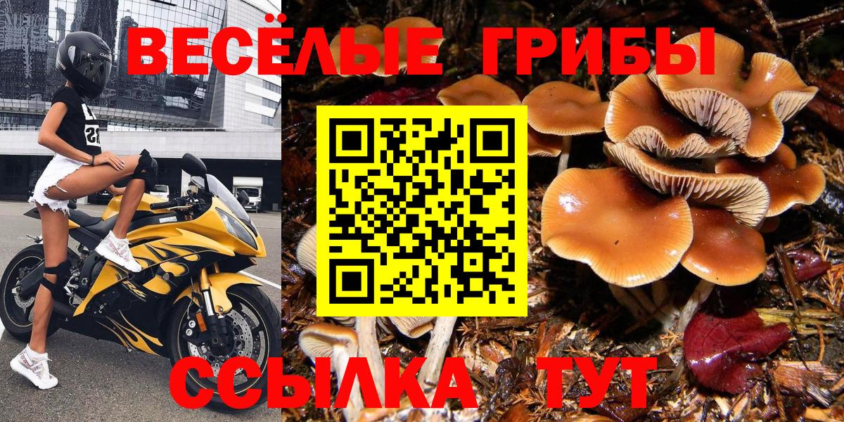 Галлюциногенные грибы Cubensis Новозыбков